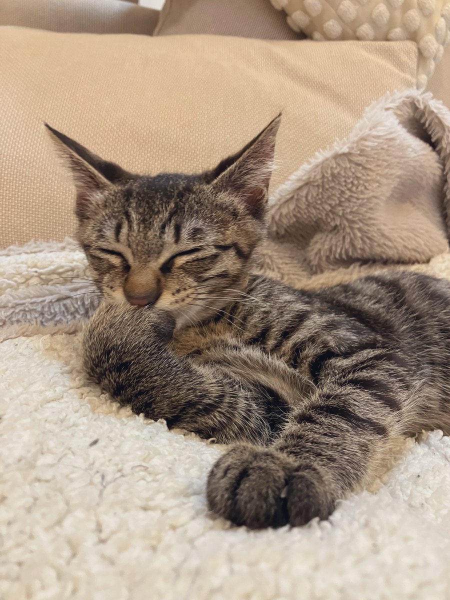 ねこみみ tweet media