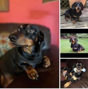 millypod1's tweet photo. PRINCE IS HOME. THANKS FOR RT's😊🐕🐾
🆘30 JUL 2024 #Lost PRINCE #ScanMe
Black & Tan Dachshund Male
Prince is a very stocky /well built #SausageArmy #Langford area #Lechlade #Gloucestershire #GL7 https://t.co/Z1loxkwHOZ… https://t.co/RiH4pab5hr