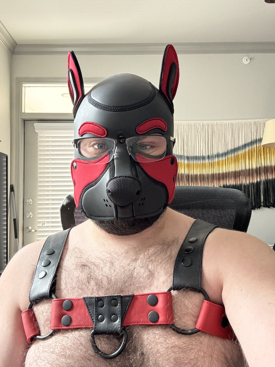 512GayPup's tweet photo. My students have no idea a pup is grading their work. https://t.co/CdKO1U0xH5