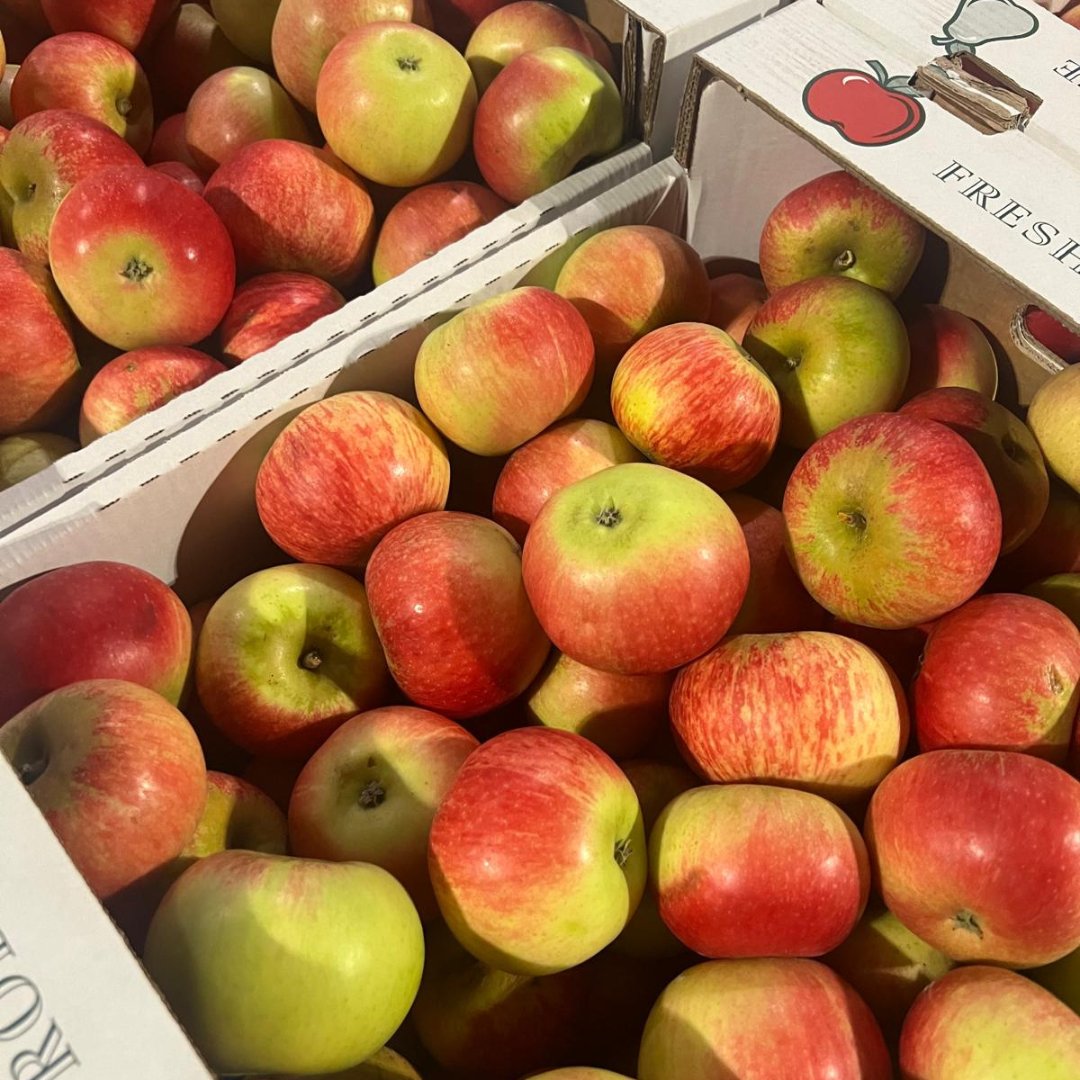 rushtonsgrocer's tweet photo. Crisp, juicy British disco apples are in now! https://t.co/DO8758dhdD