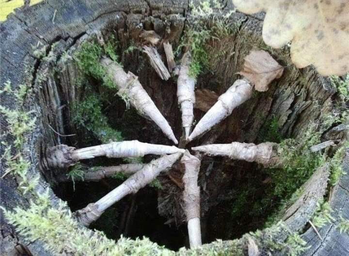 The photo shows a spruce stump, the core of which has turned into dust. And the sharp "claws" are spruce branches. Yes, that's exactly how spruce branches are constructed - they seem to be driven into the trunk right down to the core!