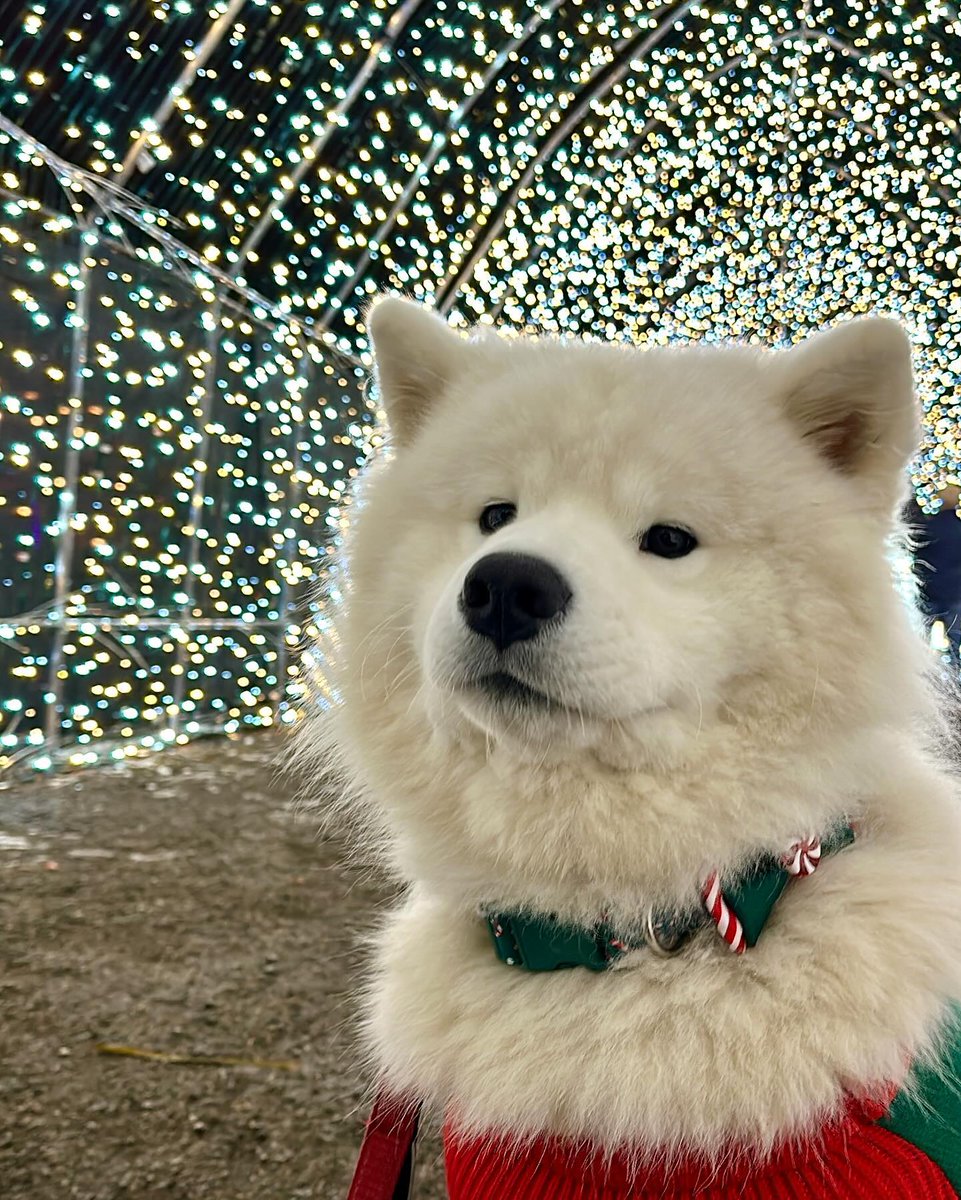 dogs so cute that could save the world tweet media
