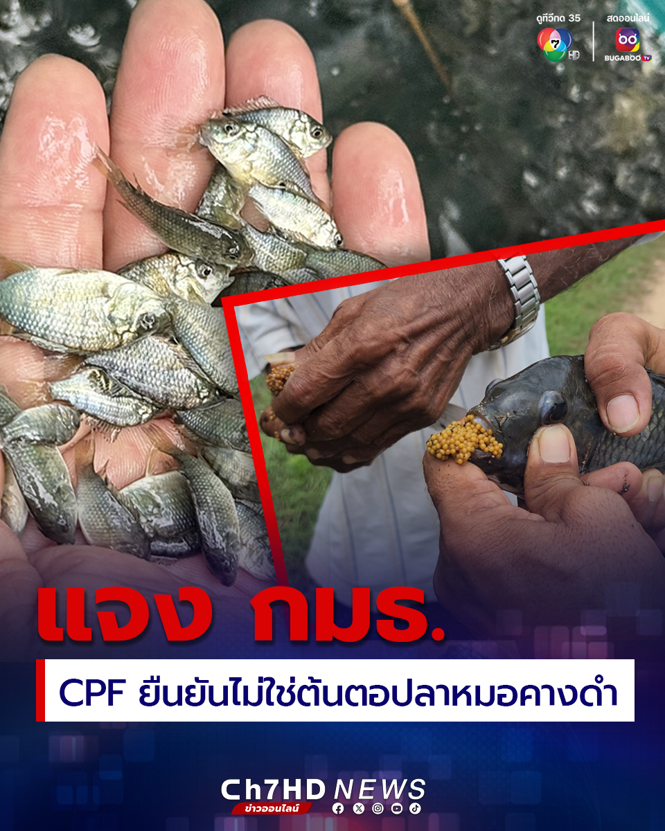 Ch7HD's tweet image. #CPF ชี้แจง กมธ. ยืนยันไม่ใช่ต้นตอแพร่ระบาด #ปลาหมอคางดำ ซีพีเอฟนำเข้า 2,000 ตัว แต่มีข้อมูลเกี่ยวกับการส่งออกกว่า 3 แสนตัว คิดเป็น 150 เท่า น่าจะมีการพิจารณาว่าการแพร่กระจายเกิดจากอะไรกันแน่ มั่นใจไม่ได้เกิดจากบริษัท
.
คลิกอ่านข่าว : news.ch7.com/detail/744083
.
#CH7HDNews