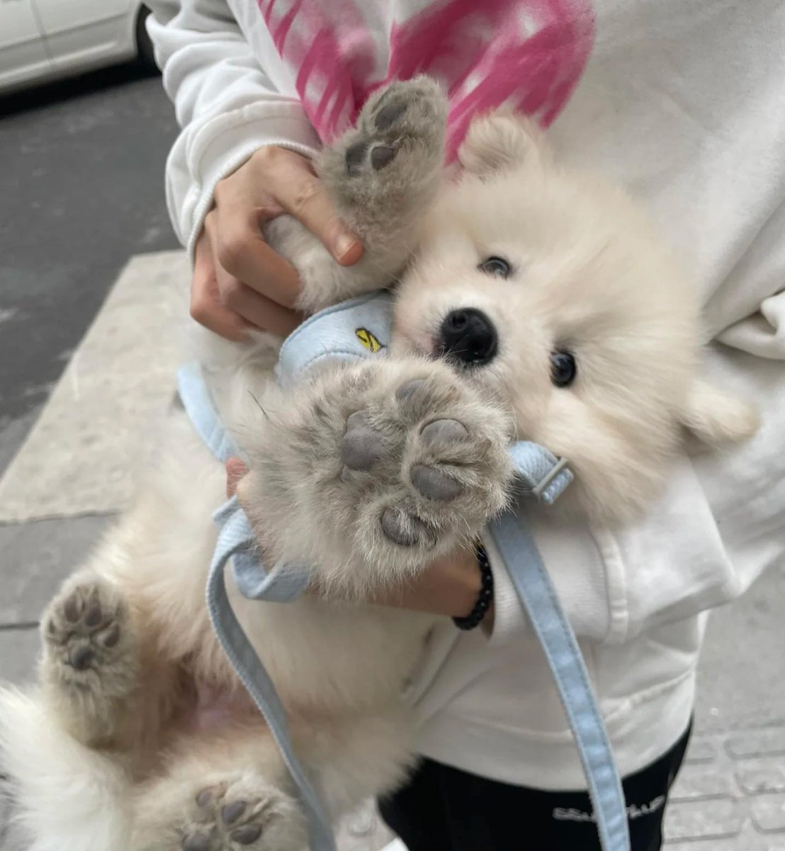 dogs so cute that could save the world tweet media