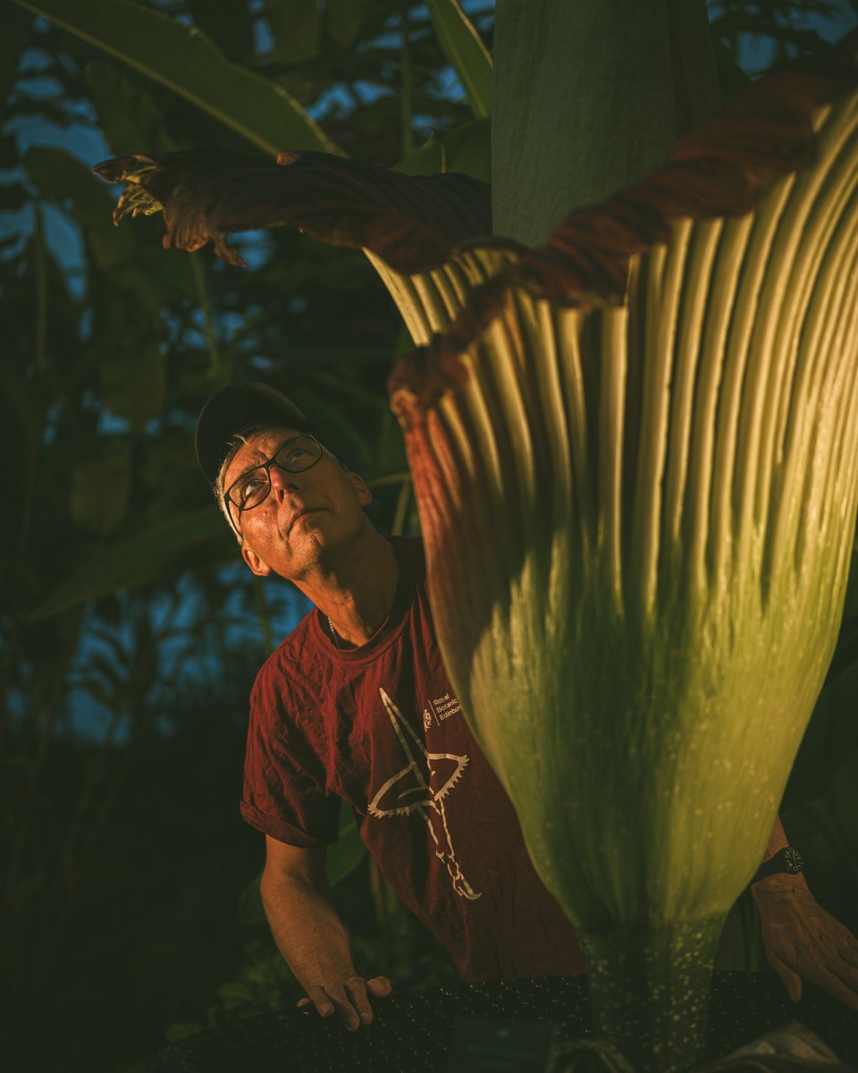 💚 Blooming marvellous! These amazing photographs were taken inside the Glasshouses last night as New Reekie reached its peak bloom – and stench.

We're so excited to welcome 1400 visitors into the Glasshouses over the next two days to view our magnificent Amorphophallus titanum!