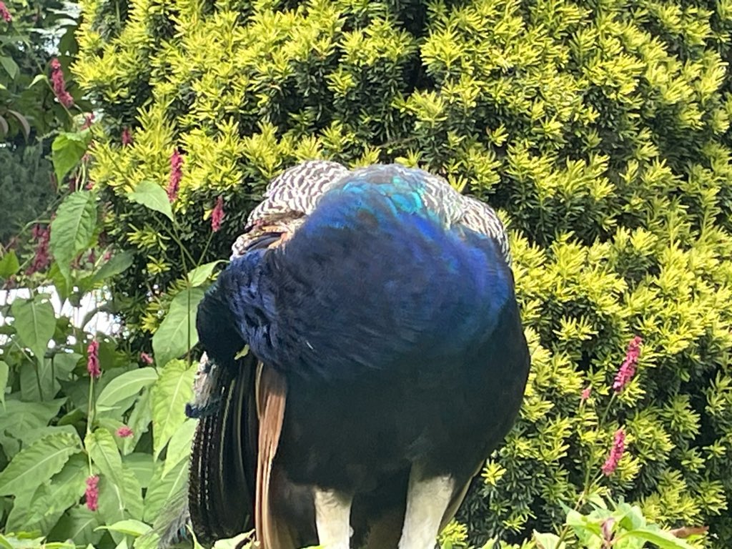 Kris Bush tweet media