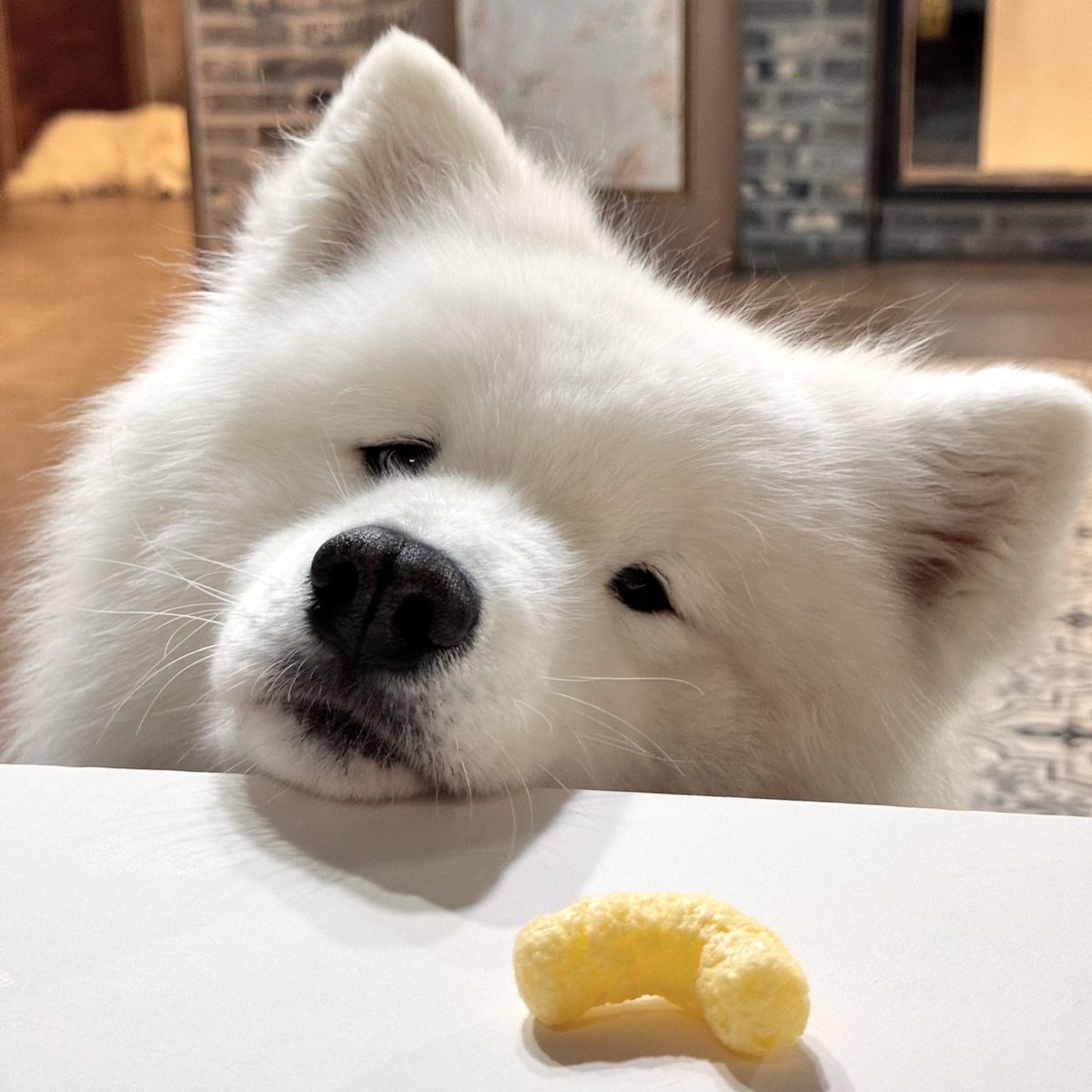 dogs so cute that could save the world (@dogssaveworld) on Twitter photo 