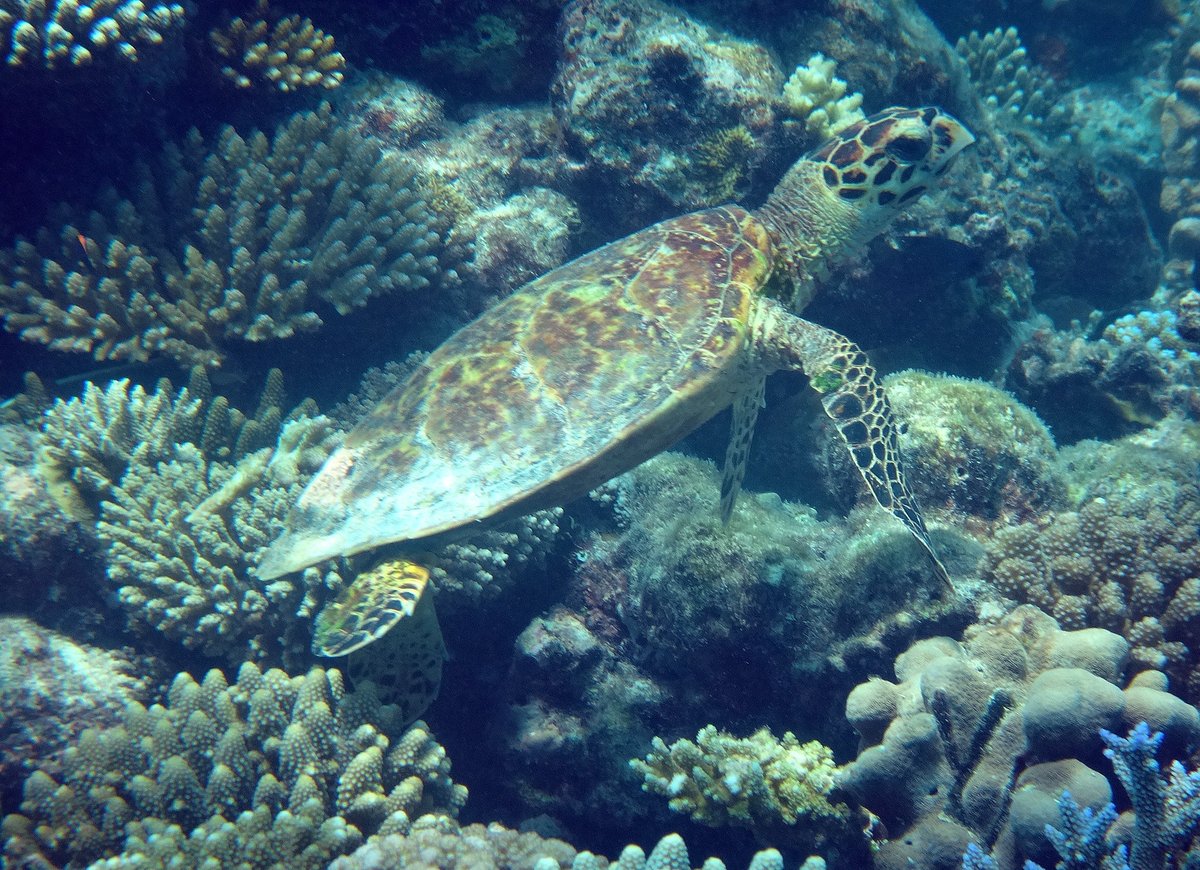 flowtravel_1's tweet image. A5: Climate change is a threat. 😥You can help by:

🚶Walking/cycling more
♻️Recycling
🧵Mending clothes instead of buying more
💬Spreading the word

#MPADay #OceanProtection #LetsTalkMPAs #MPAs