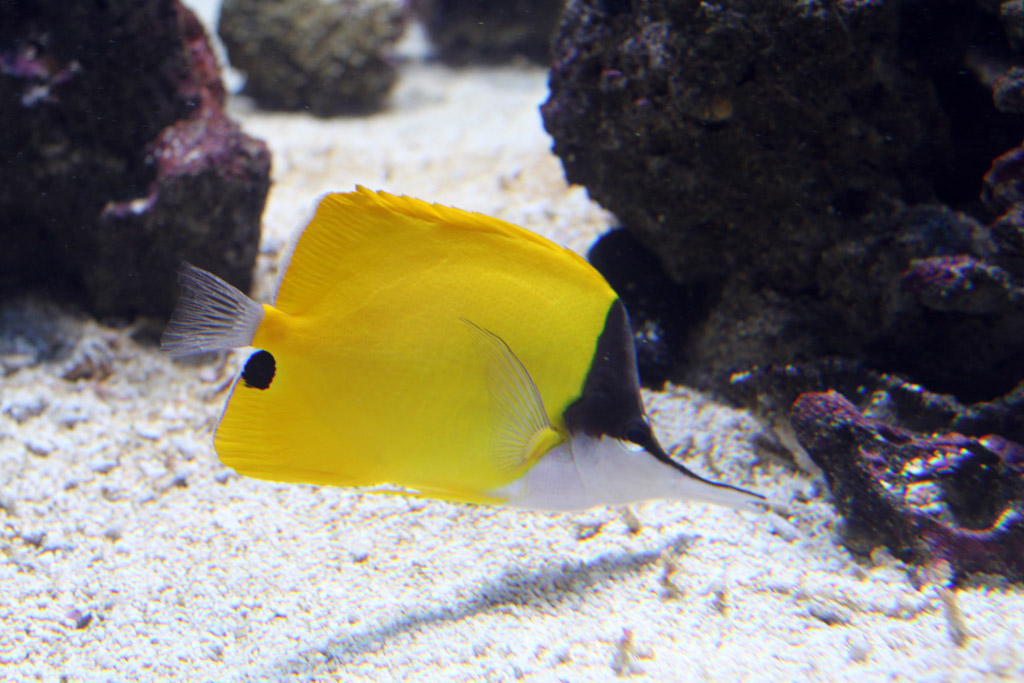 flowtravel_1's tweet image. A5: Climate change is a threat. 😥You can help by:

🚶Walking/cycling more
♻️Recycling
🧵Mending clothes instead of buying more
💬Spreading the word

#MPADay #OceanProtection #LetsTalkMPAs #MPAs