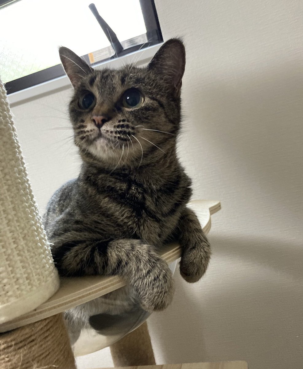 riariu05's tweet photo. なんだにゃ？🐈
#猫　#ねこ
#猫のいる暮らし 
#cat 
#キジトラ
#キジトラ猫 https://t.co/qEF6wHcCbf
