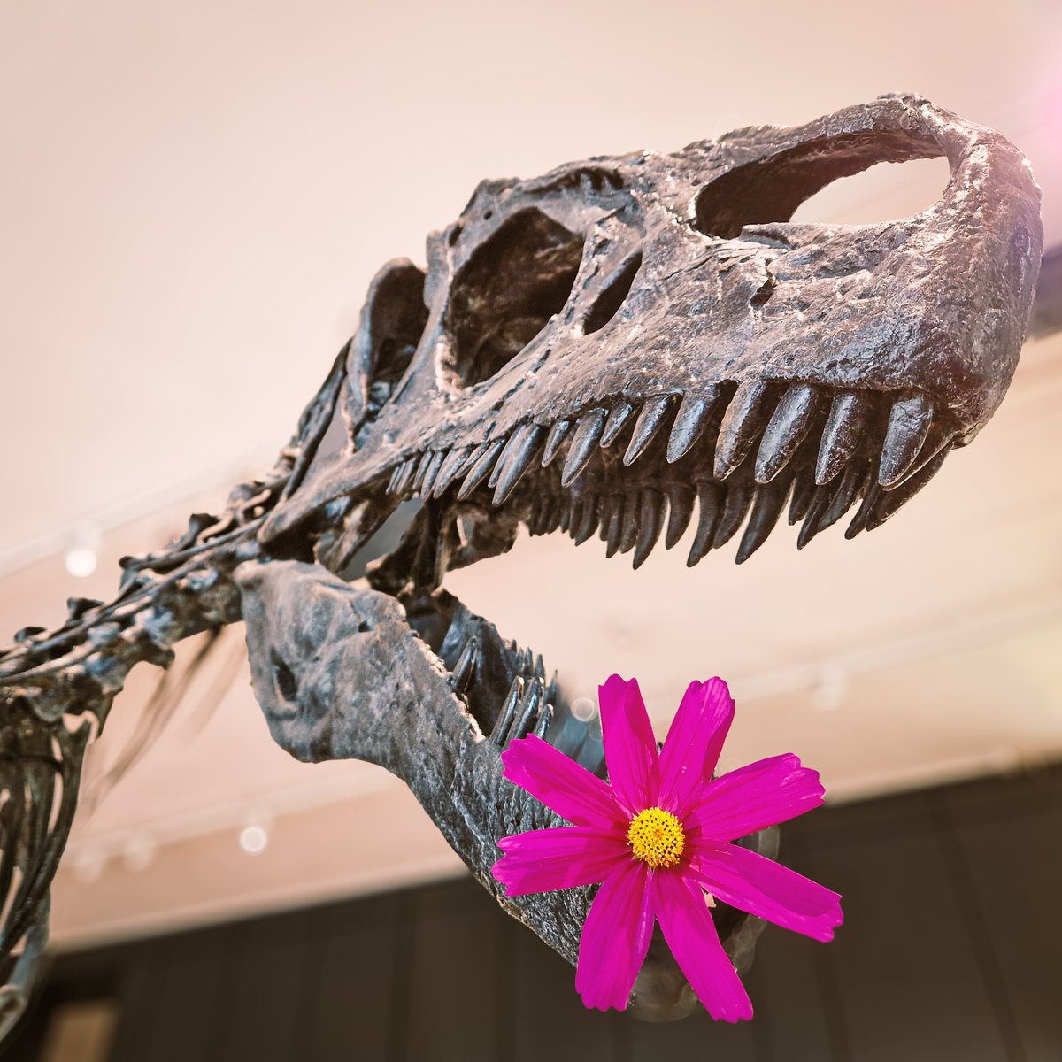 Lapworth Museum of Geology (@lapworthmuseum) on Twitter photo Looks like Roary is embracing the sunshine!
Why not visit the #Museum this #summer - we have tours, Family Fun days, and the finest geological collection in the region!
Image by <a href="/jayjayjjetplane/">jayjayjjetplane</a>.
#LapworthRocks #geologyrocks #palaeontology #fossils #minerals #dinosaurs Looks like Roary is embracing the sunshine!
Why not visit the #Museum this #summer - we have tours, Family Fun days, and the finest geological collection in the region!
Image by <a href="/jayjayjjetplane/">jayjayjjetplane</a>.
#LapworthRocks #geologyrocks #palaeontology #fossils #minerals #dinosaurs
