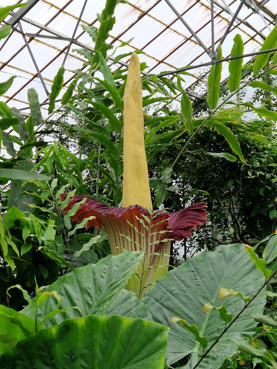 Delighted to meet you, your minions, and more admirers this morning!  #NewReekie #TitanArum #RBGE #TheBotanics #Botanics #Edinburgh <a href="/TitanArumRBGE/">Titan Arum Edinburgh</a> <a href="/TheBotanics/">Royal Botanic Garden Edinburgh</a>
