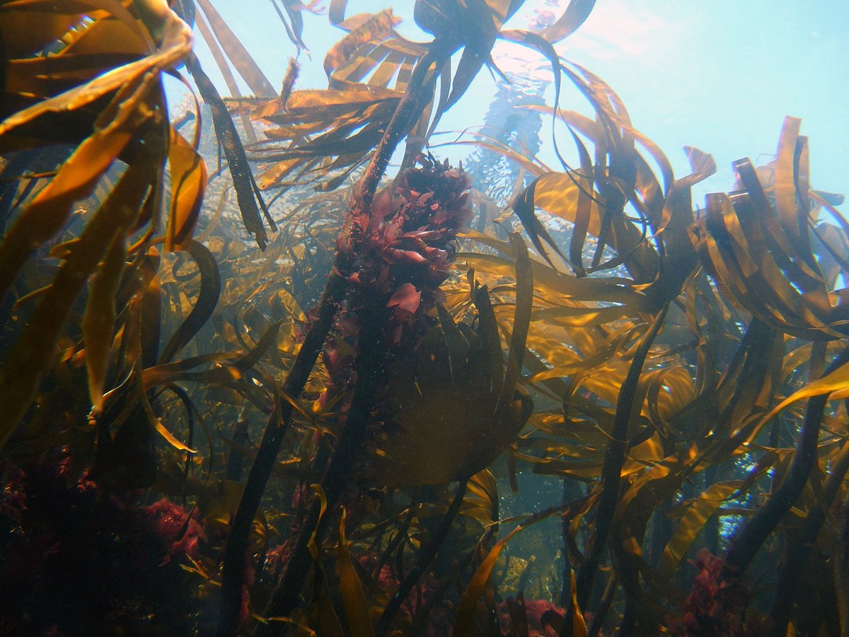 B&N Marine Nature Partnership tweet media