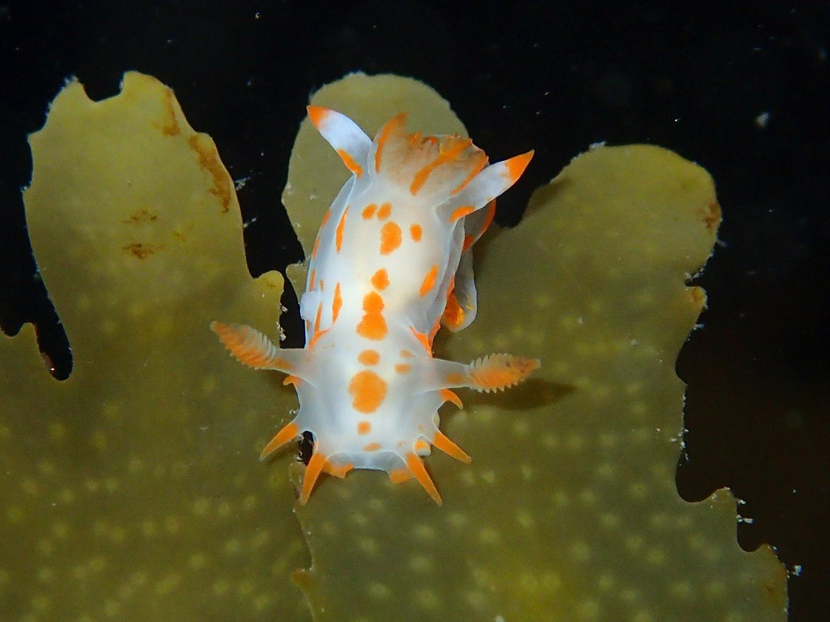 B&N Marine Nature Partnership tweet media