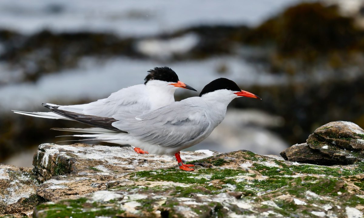 Contrast and compare! Roseate and Common Terns on the Northumberland coast.