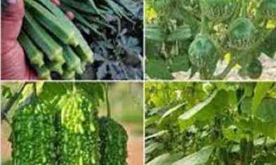 নড়াইলে ২ হাজার ৮৯০ হেক্টর জমিতে গ্রীষ্মকালীন শাক-সবজির আবাদ