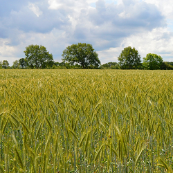 Cronos Farm News:

The RYE-ICY farm is now live on <a href="/EbisusBay/">Ebisu's Bay | GameFi - NFT Market - DEX</a> 
app.ebisusbay.com/dex/farms

Both tokens are soft-pegged to Liquid Staked CRO (LCRO) from <a href="/VenoFinance/">VENO.CRO</a>, and farm rewards are also in LCRO.

Key Details:

- RYE is consistently valued at 1.00-1.05 ICY.
- All 70 million RYE