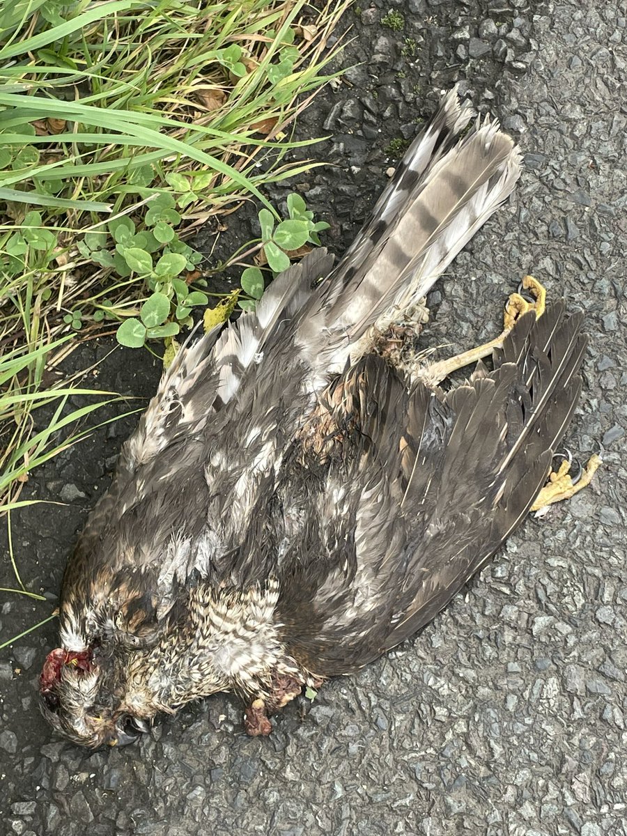 tomtomps's tweet photo. Sad and suspicious; 2 sparrowhawks dead within 30 meters of each other on road near Somerton https://t.co/B20pbgbYpJ