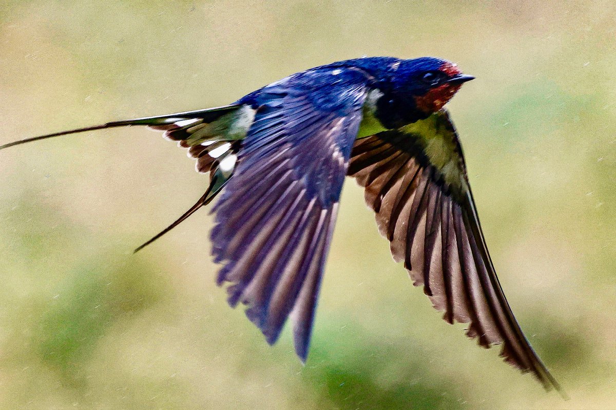lencollard's tweet photo. Swallows feeding in the rain. @Natures_Voice @skomer_island @BBCSpringwatch @_BTO https://t.co/Ha7INBQO1s