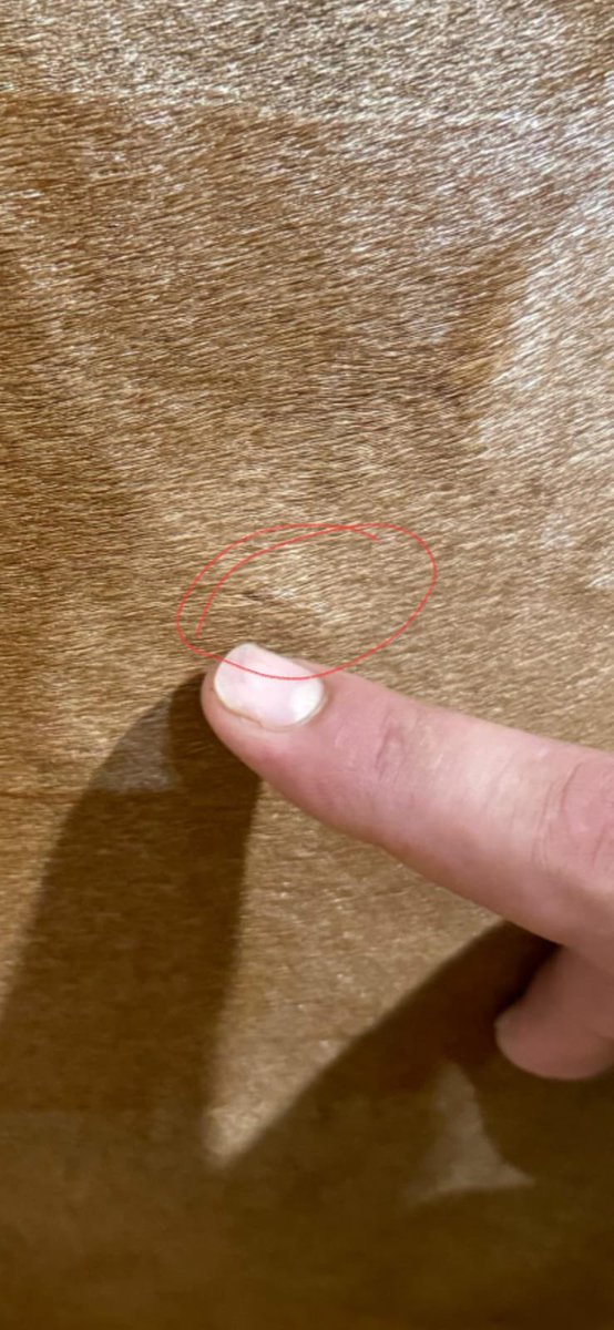 galinhadsaia's tweet image. Brasil no hipismo de salto em equipes foi desclassificado por isso aqui: 

e tá certo. tem que desclassificar mesmo.