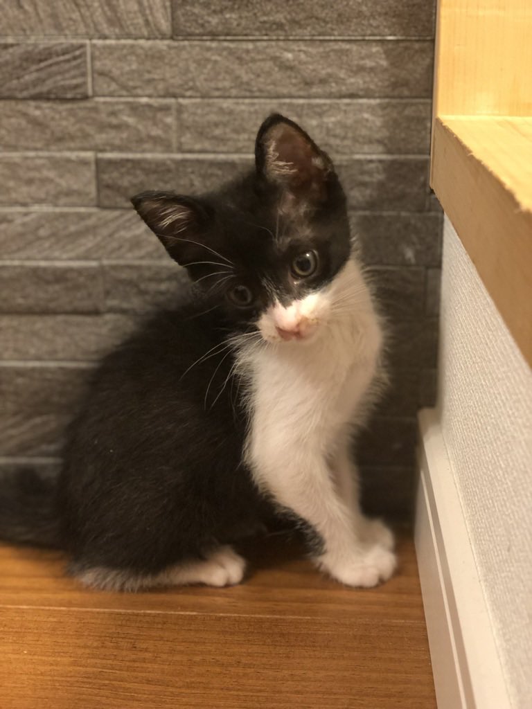 #これを見た人は無言で若い頃の写真を貼る