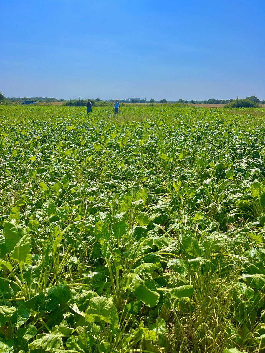 GowanUK's tweet photo. ☀️☀️ With the sun shining, the UK team have been taking final notes on the performance of #Avadex from this years trials https://t.co/62UHVj0aOo