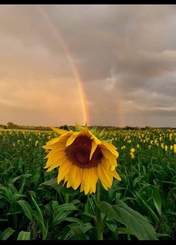 sunflower.🌻🤍 tweet media