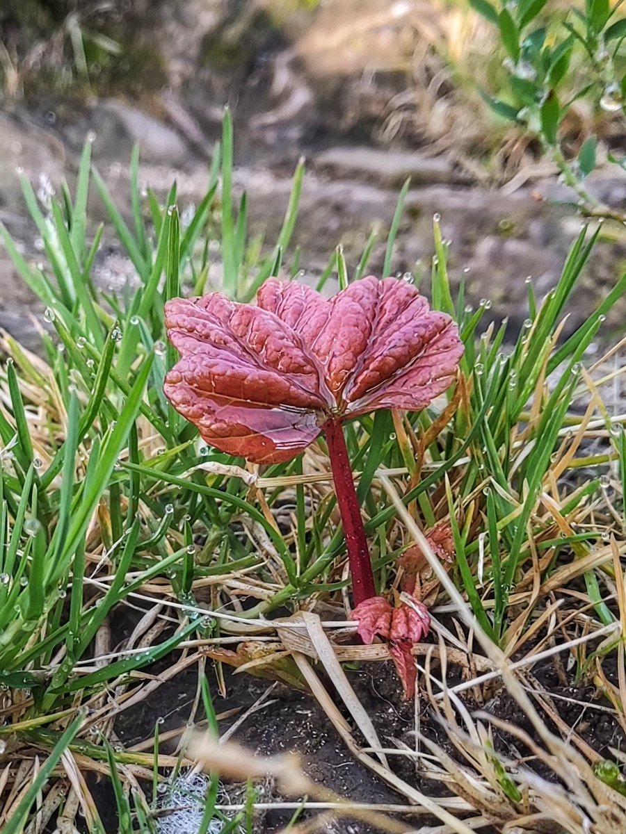 HWpath's tweet photo. Look who's back 🌳 https://t.co/zSsrIlcr4I