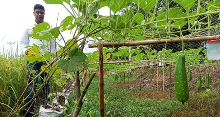 নড়াইলে দিন দিন বস্তা পদ্ধতিতে সবজি চাষ জনপ্রিয় হয়ে উঠছে