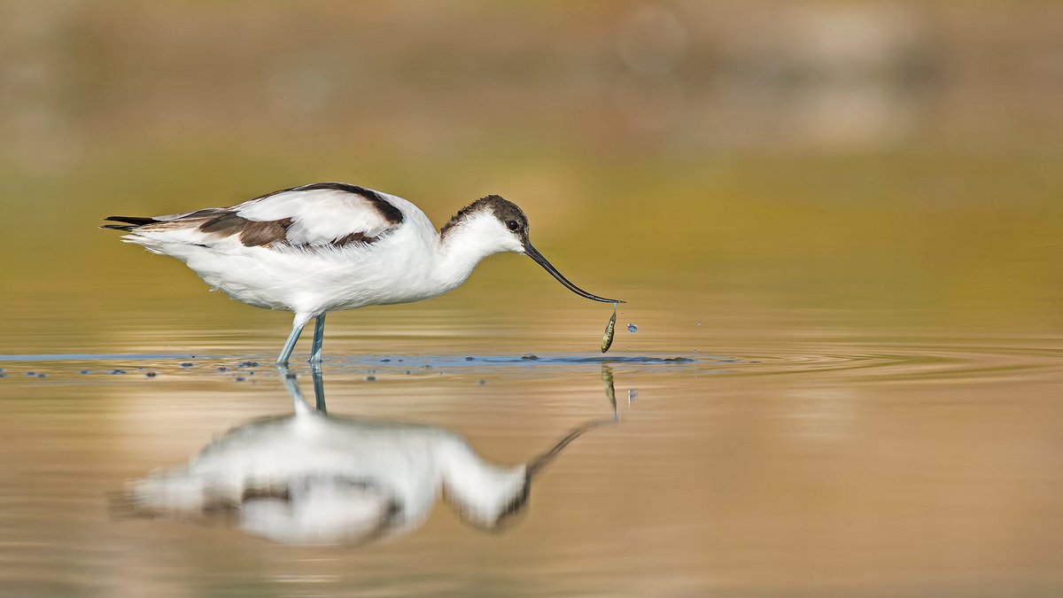#haftanınkuşu en estetik kuşlardan biri olmuş, insan izlemeye doyamıyor.
Kılıçgaga (Recurvirostra avosetta) Linnaeus, 1758
Pied avocet
Alaçatı sulak alanı, sonbahar göçü