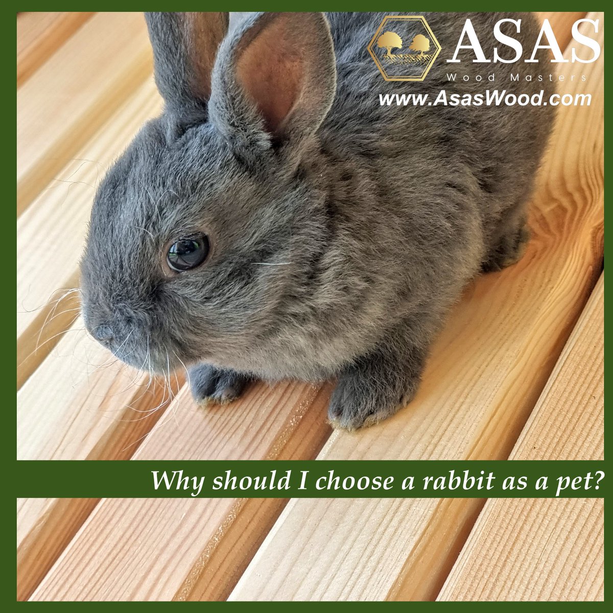 - Why should I choose a rabbit as a pet?
Here are 5 reasons why! (this is just a marketing, we know much more reasons!!!! ❤️😍
read here and let us know what do you think: >> asaswood.com/blogs/news/why…

#pet #rabbit #bunny #smallpet #rabbitlife #rabbits #rabbitlove #petlovers