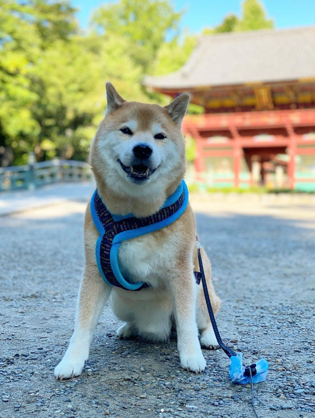 MaruTaroCoin's tweet photo. $MARU awake and ready to take on the day!

#MaruTaro is here to lead his #Crypto army to join $NEIRO, $SHIB, &amp; $DOGE as one of the most famous doggos! https://t.co/JBDCNClv3v