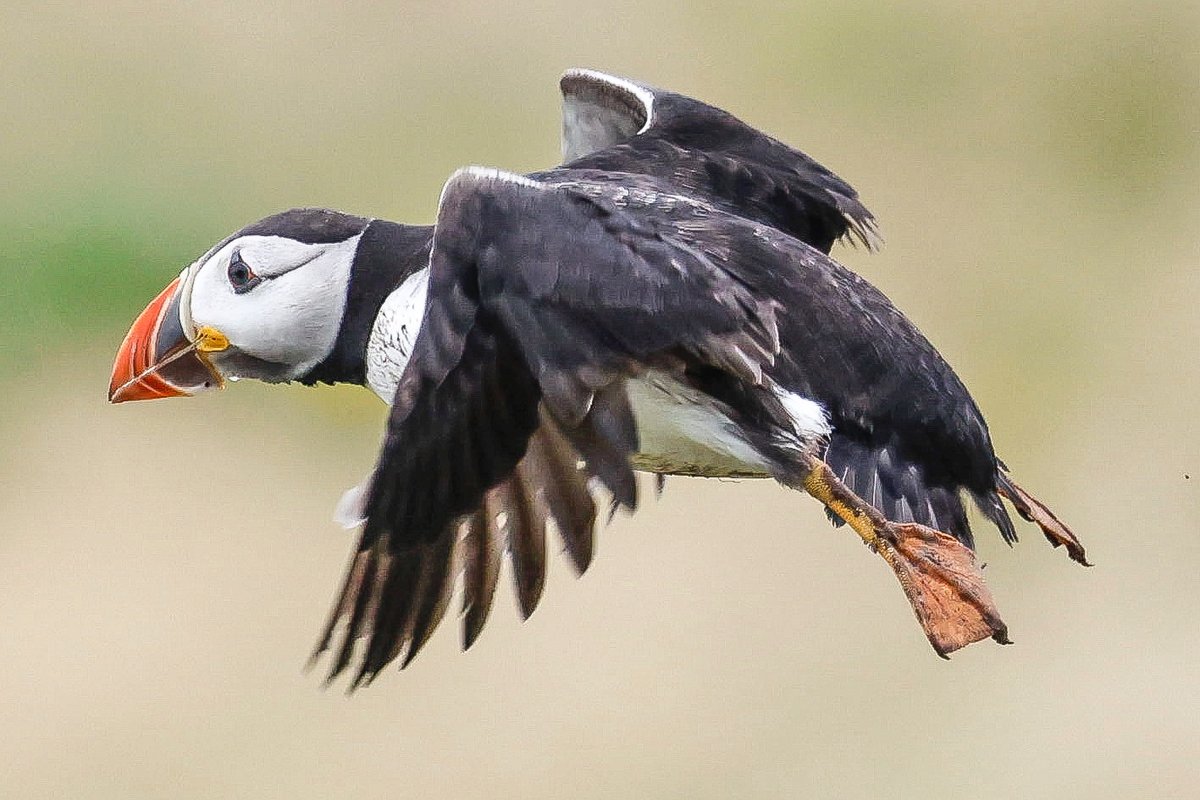 lencollard's tweet photo. Puffins on Skomer Island. @skomer_island @_BTO @Welshwildlife @PembsCoast @naturwildlifetrust @thewildlifetrust.@Natures_Voice @BBCSpringwatch https://t.co/DeH7QLrMaW