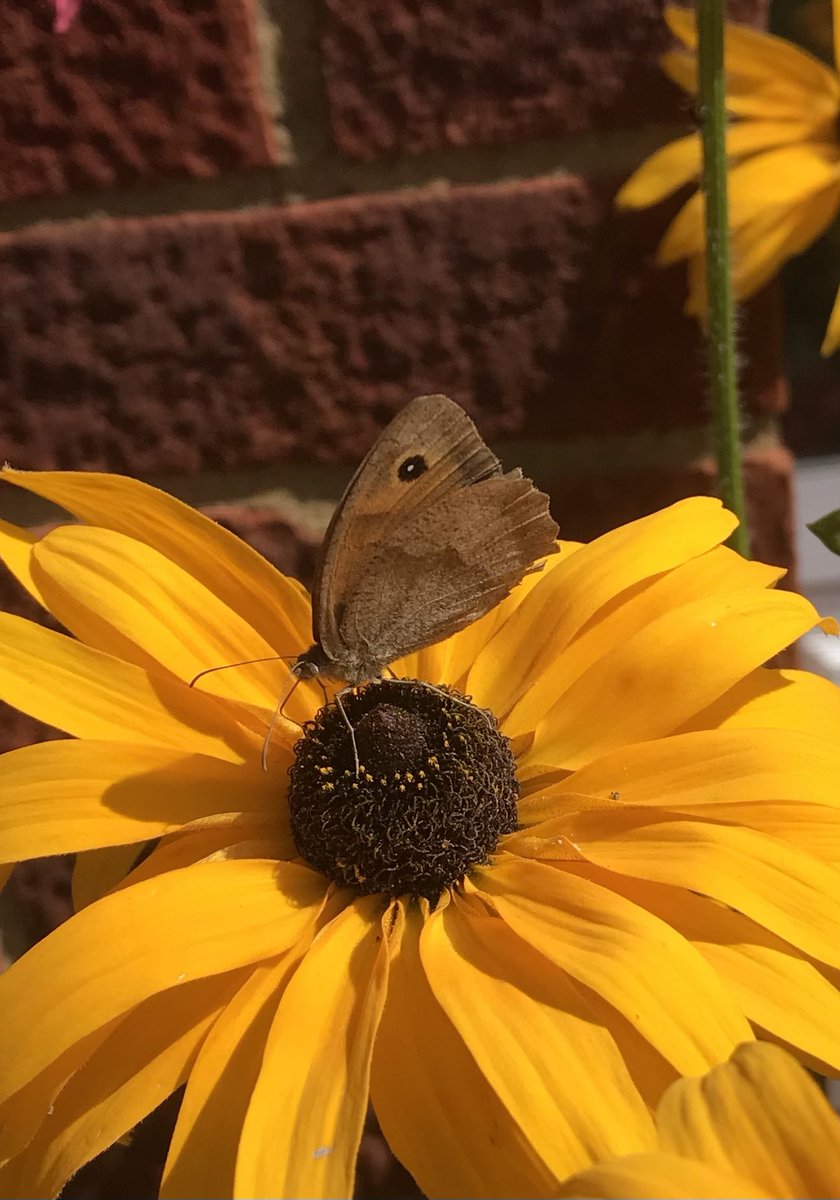 Scobbert's tweet photo. Back garden #BigButterflyCount @savebutterflies so far this morning #Peacock #Comma 4 x #Gatekeepers #LargeWhite #SmallWhite #HollyBlue not all in pictures @Natures_Voice @BBCSpringwatch @BBCWthrWatchers @ChilternSociety https://t.co/G9DKkXA0rY