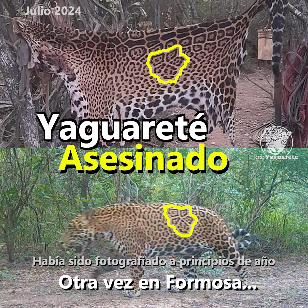 LA EXTINCIÓN está ocurriendo en nuestra cara.

El control de caza (para evitarla) y su castigo (cuando ya fue demasiado tarde) son las GRAN FALLA en las políticas de conservación del #yaguareté.

<a href="/ParquesOficial/">Parques Nacionales Argentina</a> <a href="/GobiernoFormosa/">Gobierno de Formosa</a> <a href="/GobiernoChaco/">Gobierno del Chaco</a> <a href="/GobiernoSalta/">Gobierno de Salta</a>
