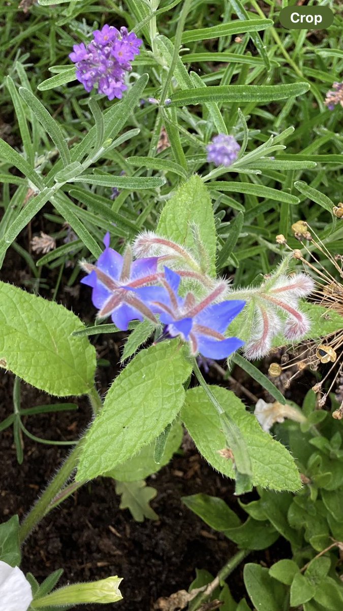 Daniel (@secretauthoruk) on Twitter photo Does anyone know what this is? It’s growing quickly across the garden, I think it’s a weed but can’t figure it out!
#Photography #GardeningX #GardenersWorld #Plants #Planting <a href="/savvygardening/">Savvy Gardening</a> <a href="/GdnsIllustrated/">Gardens Illustrated</a> #GardeningTwitter <a href="/MailOnline/">Mail Online</a> #Outside #Sun #Heatwave Does anyone know what this is? It’s growing quickly across the garden, I think it’s a weed but can’t figure it out!
#Photography #GardeningX #GardenersWorld #Plants #Planting <a href="/savvygardening/">Savvy Gardening</a> <a href="/GdnsIllustrated/">Gardens Illustrated</a> #GardeningTwitter <a href="/MailOnline/">Mail Online</a> #Outside #Sun #Heatwave