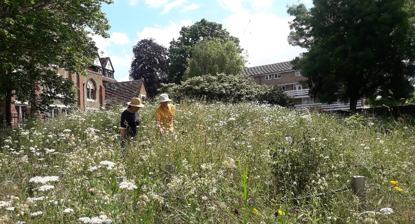 EalingParks's tweet photo. A slightly different green space for our August Park of the Month! Do you know about Katherine Buchan Meadow in Hanwell? It's a wonderful, award-winning 'urban meadow', looked after by a group of volunteers. Find out more here: https://t.co/BQr3iGJySa
#ealing #parks #greenspace https://t.co/lJVeb3rZor