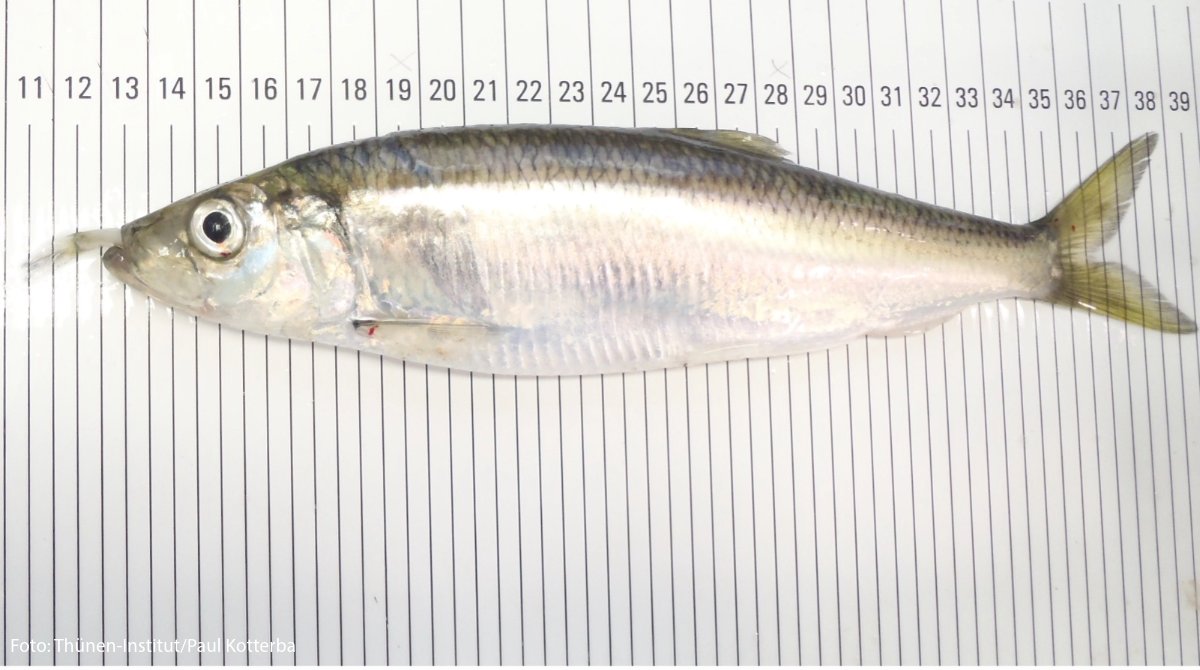 Ein Wolf im Schafspelz: Mageninhalte von #Heringe|n im #GreifswalderBodden zeigten, dass die vorrangig als Planktonfresser eingestuften Tiere gezielt Jagd auf andere Fische machen. Damit verändert sich ihre Position in den Nahrungsnetzen.
Mehr zur Studie: thuenen.de/de/newsroom/de…