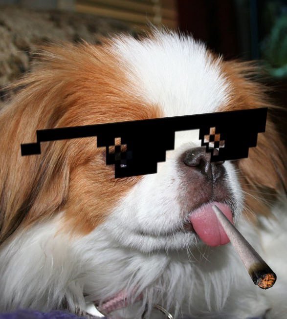 Chin_cutedog's tweet photo. @candlejunkie1 @kylechasse #CHIN 

The most handsome looking Dog for sure🔥🔥 https://t.co/8gW4LSKjoe