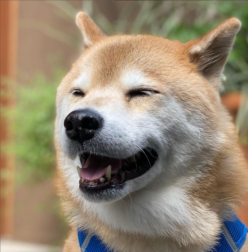 MaruTaroCoin's tweet photo. $MARU happy with his work so far!

The most popular #ShibaInu on Insta!

- Over 300 holders!
- Almost 700k ATH!
- Almost 900k Daily Volume!

All this and not even 12 hours old!

$SHIB $NEIRO $DOGE https://t.co/lHePdu0JBC