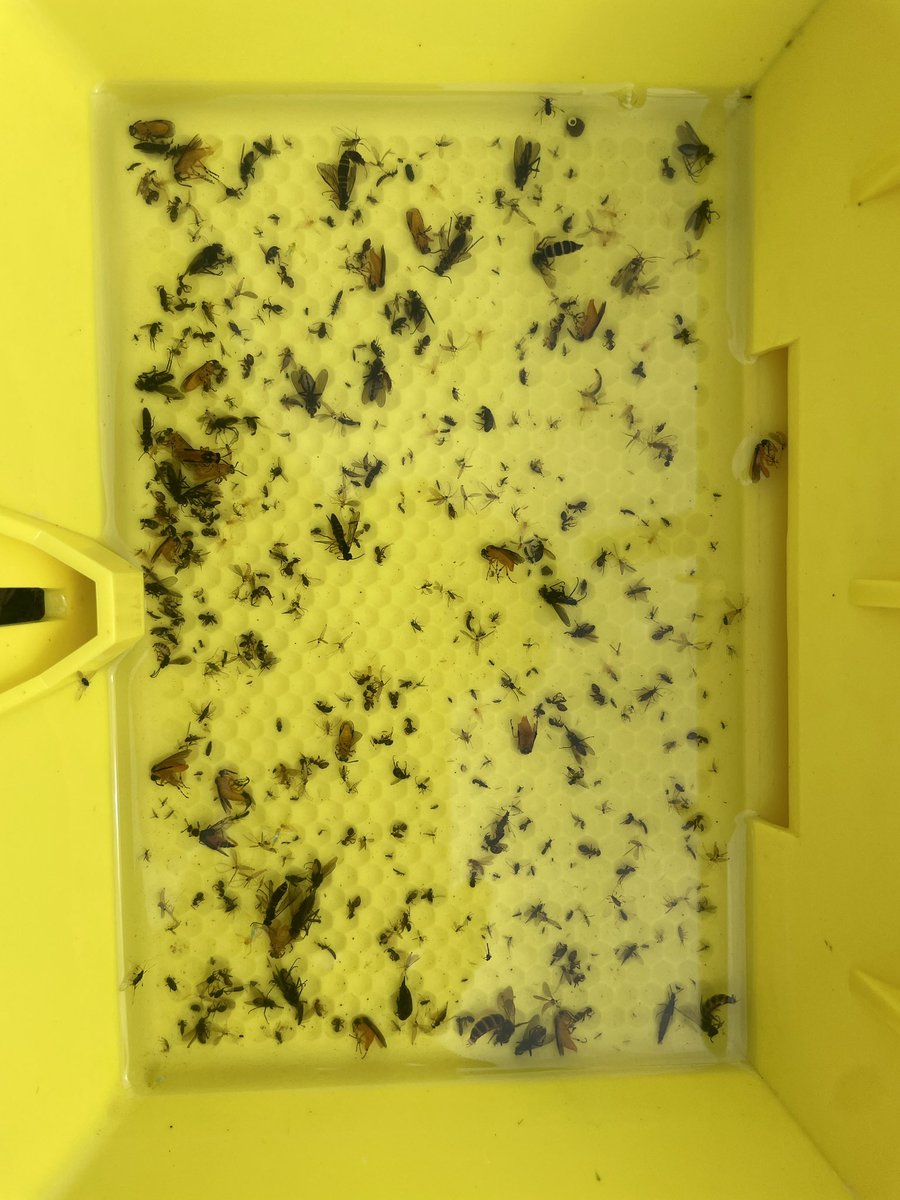 Jake Freestone tweet media