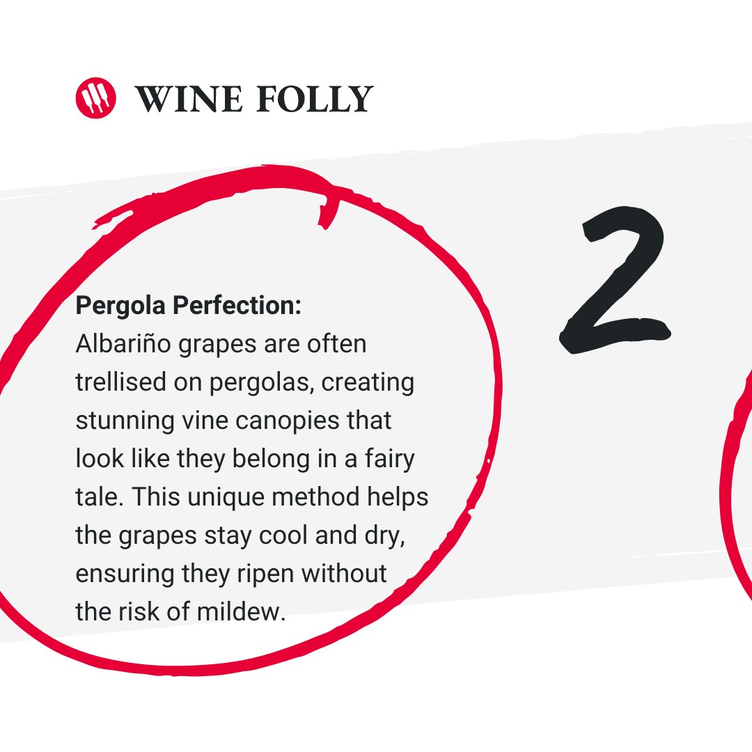 WineFolly's tweet image. 🍇 Mouthwatering and refreshing, swipe for three things you should know about Albariño. Learn more → winefolly.com/grapes/albarin…

Have you tried Albariño?

#albariño #wine