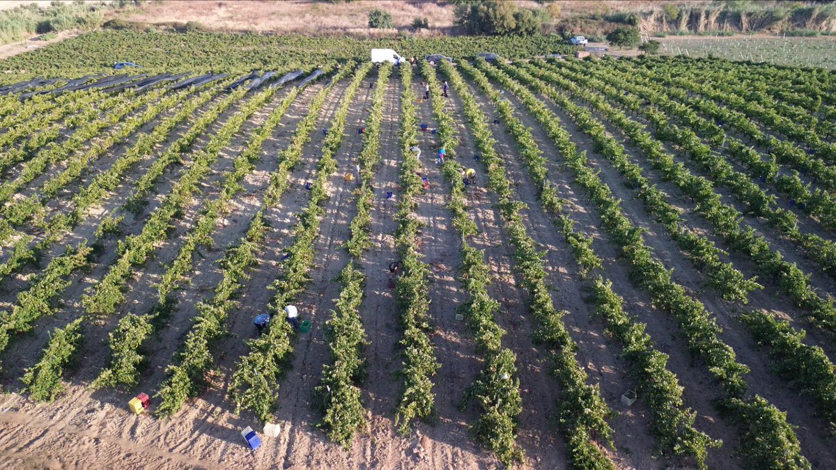 Bodegas Infante tweet media