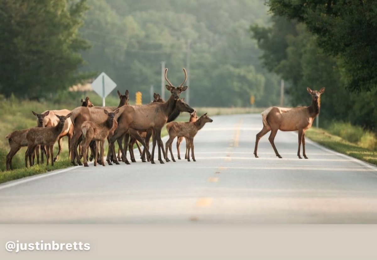 RMEF's tweet photo. So why is it the elk herd crossed the road? #RMEF #elk #huntingisconservation https://t.co/aR7IvmuKly