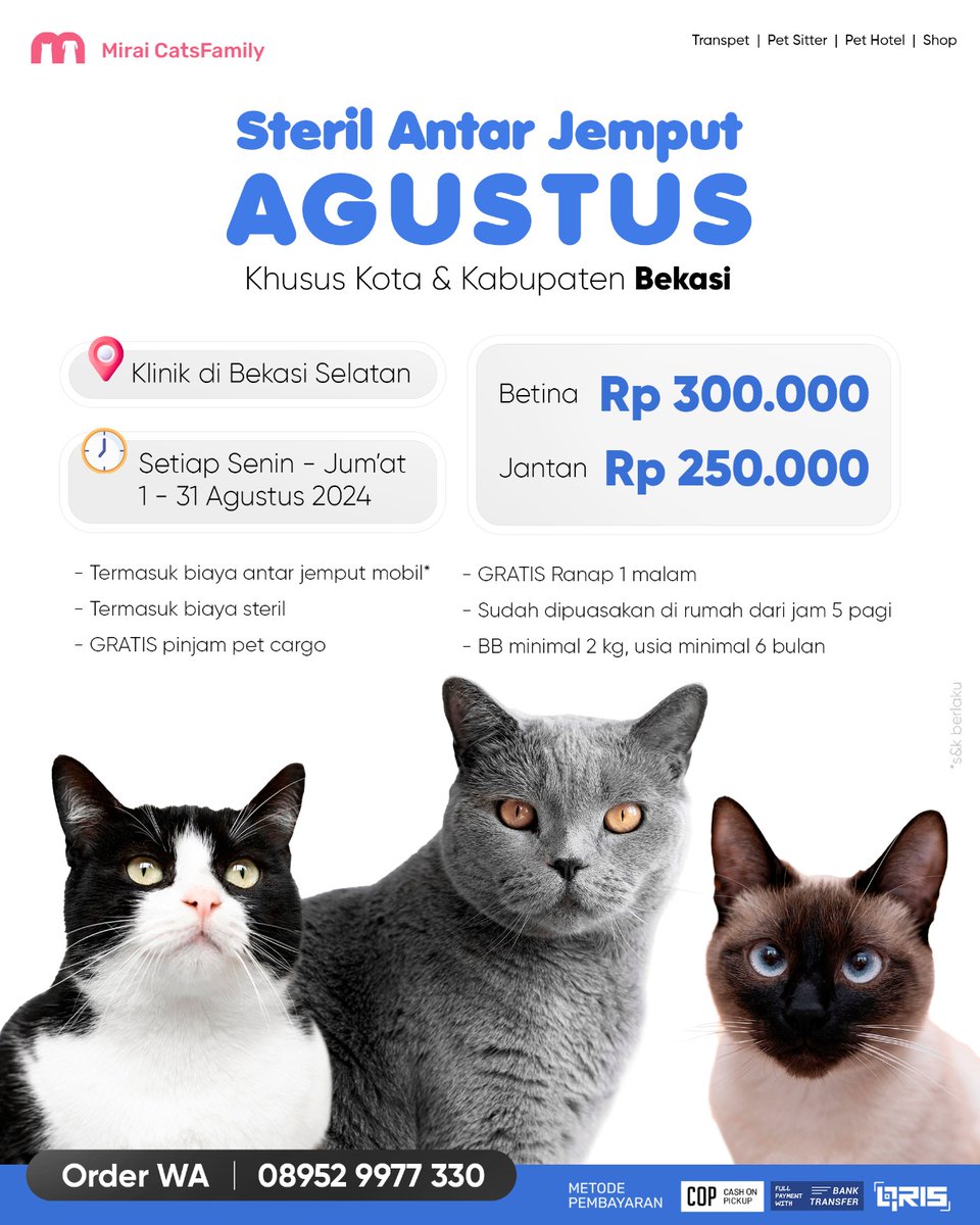 Steril Kcg, Cat Sitter, Pet Hotel Mirai CatsFamily tweet media