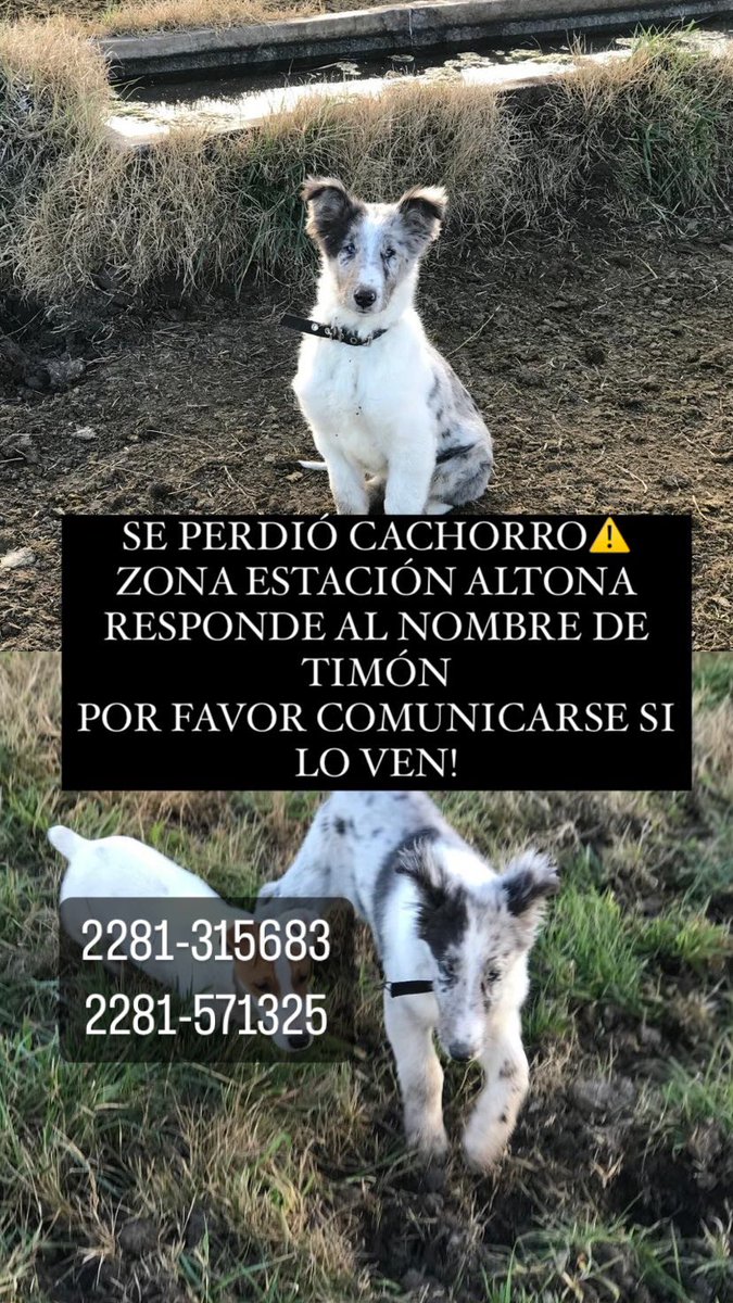 vilgonzalez_'s tweet photo. Dicen que twitter es servicio me ayudan a encontrar a mi perro🙏🏻 tiene 5 meses 
SE PERDIÓ EN TAPALQUE ESTACIÓN VIEJA, CAMINO DE TIERRA QUE VA A CROTO ‼️ ‼️‼️‼️OFRECEMOS RECOMPENSA ‼️‼️‼️‼️ https://t.co/ycJ8eoBNqw