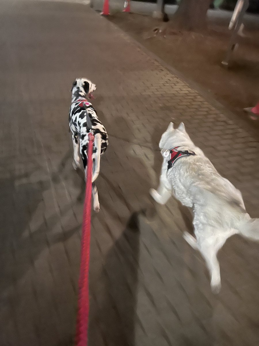 ariadog1121's tweet photo. 今日のわんこ🐕
夜散歩！
#スタジオアリア
#ARIADog https://t.co/NtFUsHs9k0