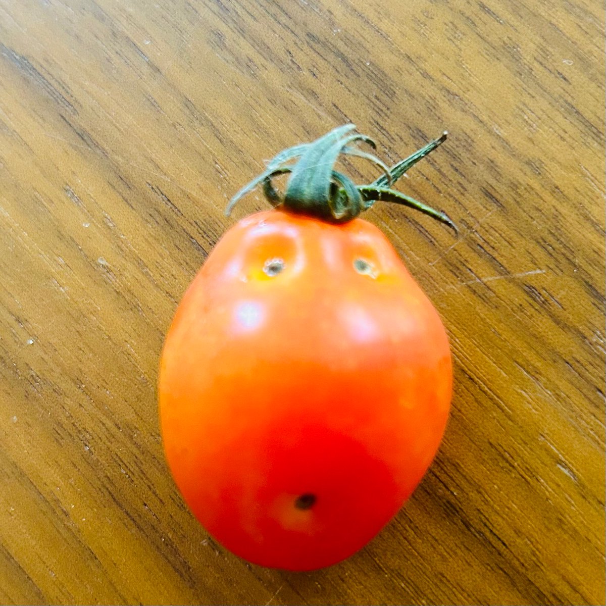 このミニトマトの顔（笑）🍅
生薬モンスターではないけれど、
モンスター👾感（笑）