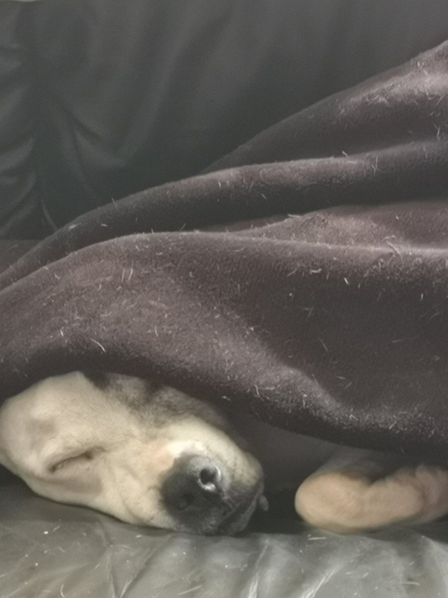 SarahBl76867443's tweet photo. Domino is resting up lol #AdoptDontShop #failedfoster #rescuedog #dogsoftwitter @SeniorStaffy xx https://t.co/TdTvbSc93U