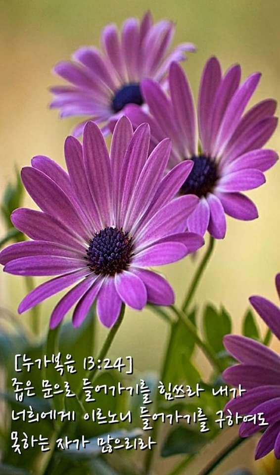 [누가복음 13:24] 좁은 문으로 들어가기를 힘쓰라 내가 너희에게 이르노니 들어가기를 구하여도 못하는 자가 많으리라